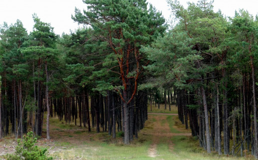 8_Skirpsto kopa K.Dambrauskiene.jpg